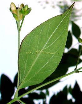 Leaf